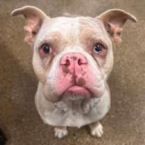 Thumbnail photo of Miss Piggy #2