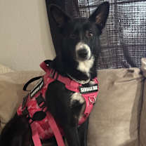 Thumbnail photo of Mazy #1