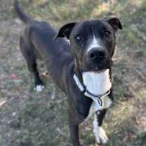 Thumbnail photo of Captain Marvel #3