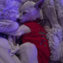 Thumbnail photo of Petey #2