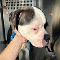 Thumbnail photo of Paige #3