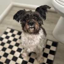 Thumbnail photo of Dutches #3