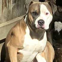 Thumbnail photo of Apollo #1