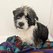 Thumbnail photo of Taffy #1