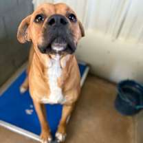 Thumbnail photo of Coco #3