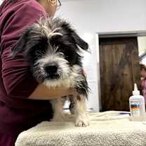 Thumbnail photo of Taffy #2