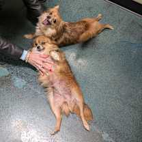 Thumbnail photo of Aspen  #2