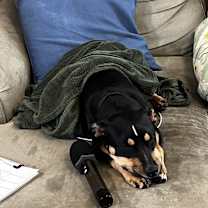 Thumbnail photo of Roxy #2