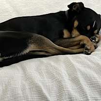 Thumbnail photo of Roxy #3