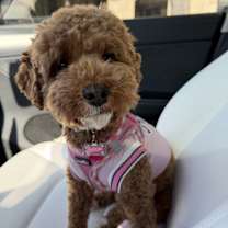 Thumbnail photo of Penny #2