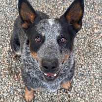 Thumbnail photo of Timber #1