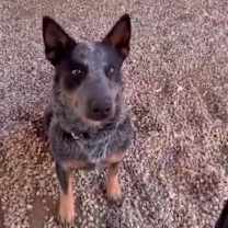 Thumbnail photo of Timber #3