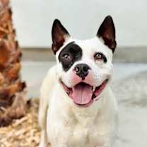 Thumbnail photo of Beetle #1