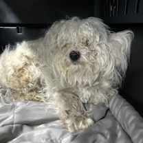 Thumbnail photo of FURBY #2