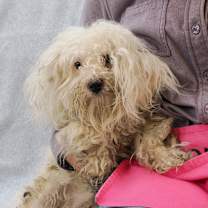 Thumbnail photo of FURBY #4