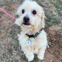 Thumbnail photo of Queso #2