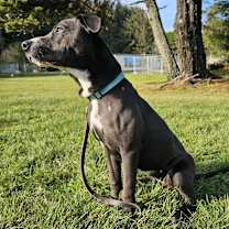 Thumbnail photo of Fancy #3