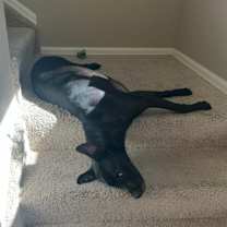 Thumbnail photo of Cody #3