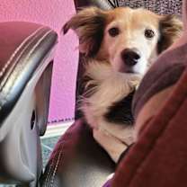 Thumbnail photo of Miley #2