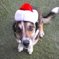 Thumbnail photo of Roxy #2