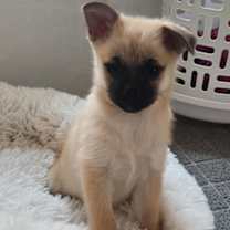 Thumbnail photo of Lizzie #1