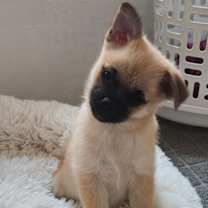 Thumbnail photo of Lizzie #3