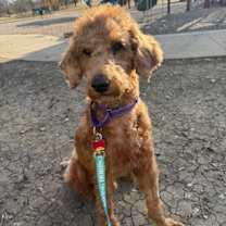 Thumbnail photo of Desmond #1