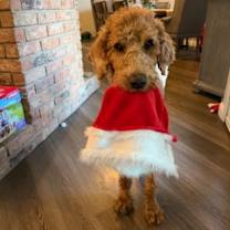 Thumbnail photo of Desmond #3