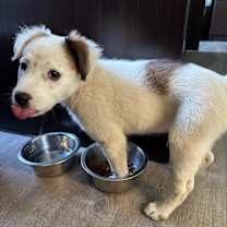 Thumbnail photo of Blitz #1