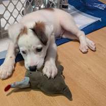 Thumbnail photo of Blitz #4