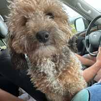 Thumbnail photo of Teddy KA #4