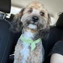 Thumbnail photo of Teddy KA #1