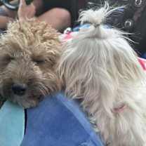 Thumbnail photo of Teddy KA #3