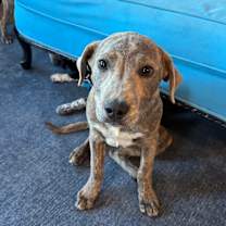 Thumbnail photo of Cupid #2