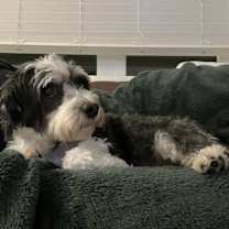 Thumbnail photo of Mochi #1