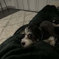 Thumbnail photo of Mochi #3