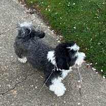 Thumbnail photo of Mochi #4