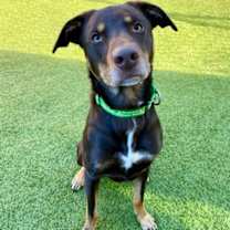 Thumbnail photo of Shadoozy #1