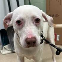 Thumbnail photo of Argo #1