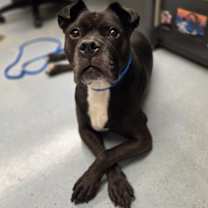 Thumbnail photo of Angus #3