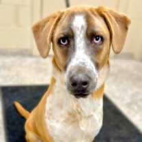 Thumbnail photo of Snickers #1