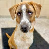 Thumbnail photo of Snickers #2