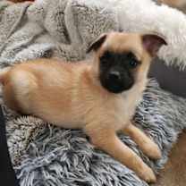 Thumbnail photo of Bingley #1