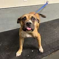 Thumbnail photo of Tigra #2