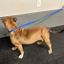 Thumbnail photo of Tigra #3