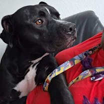 Thumbnail photo of Diesel #3