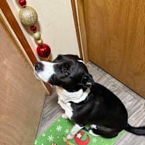 Thumbnail photo of Nala #3