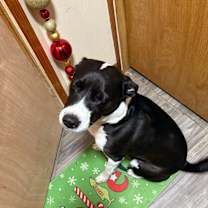 Thumbnail photo of Nala #4