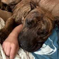 Thumbnail photo of Loki #4