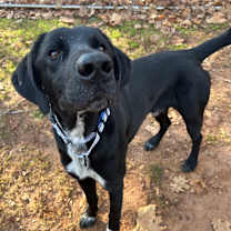 Thumbnail photo of Omanuel #1